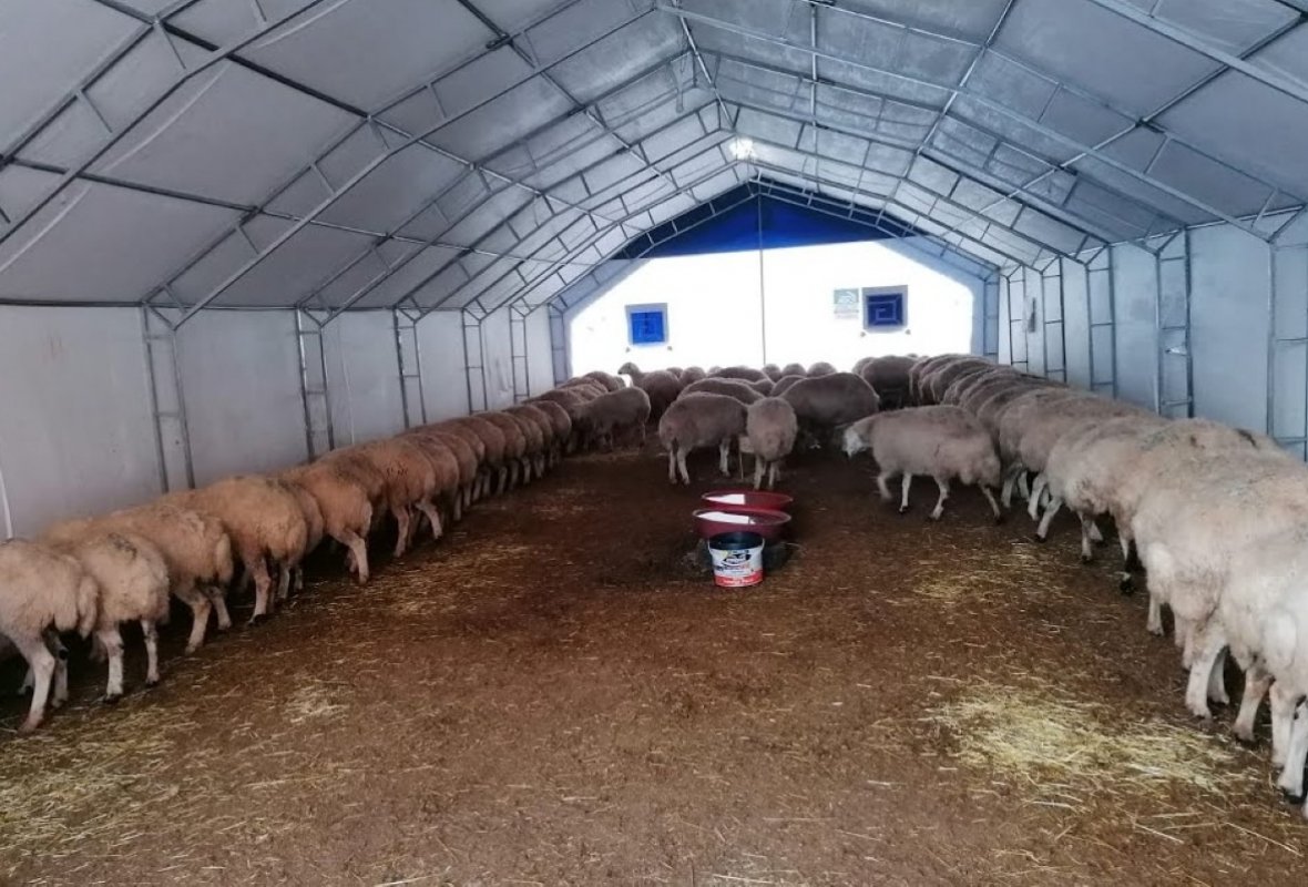 Küçükbaş Hayvan Çadırı