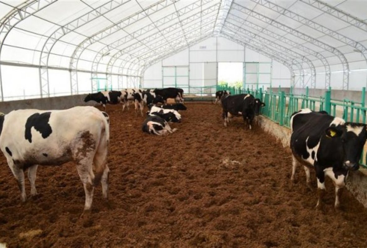 Büyükbaş Hayvan Çadırı